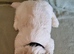 We have 5 beautiful Shih Tzu puppies available right here in Cardiff—2 adorable females and 3 charming males!