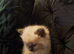 Ragdoll blue point