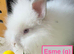 Double Maned Lionheads READY NOW
