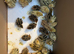 2 days old chicks for sale