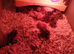 Japanese quail chicks