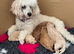 Miniature poodle puppies
