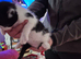For sale black and white fluffy kitten