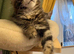 1 Stunning classic tabbie pedigree Mainecoon