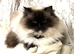 Ragdoll Kittens