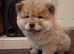 Chow chow