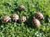 Hermann's T.h.b  & Spur-thighed T ibera May 2026 hatched