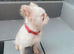 French bulldog full fluffy boy for sale