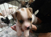 Frenchy cross jack Russell Terriers