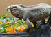 Sunning rhino iguana female 3 years old