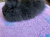 Lionhead  Bunnies