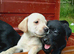 Labrador puppies