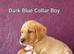 Gorgeous Kc Reg Fox Red Labs From Health Tested Parents