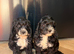 **READY NOW** F1 Cockapoo Pups