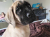Beautiful mastiff female
