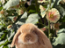 Orange mini lops for sale, 1 buck, 1 doe, from show lines