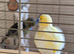 Canaries