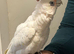 Handreard bare-eyed cockatoo for sale or px
