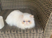 Stunning Persian lady