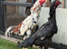 Shamo cock for sale
