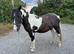 Smart gelding