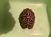 Indian Star Tortoises