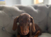 LC Reg male dachund