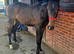 Lovely Irish Sports Horse Filly 2yrs