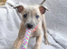 KC reg - Blue Brindle Boy