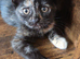 Tortachelle kitten