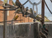 2026 redrump parakeets looking for new homes