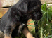 Border terrier boy pups
