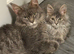 TICA registered Maine coon