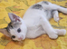Beautiful female kitten