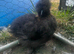 2 silkie pol hens