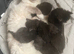 Adorable Maine Coone x Ragdoll Male Kitten