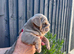 English bulldog puppy waiting list