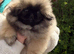 Stunning top quality Pekingese puppies