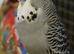 Budgies