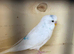 Female budgies