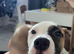 5 month old pup for sale