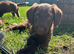 READY NOW Adorable Labradoodles