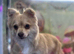 Pomchi