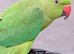 Beautiful male ringneck + FREE CAGE ♡