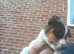 Jack russell Chocolate and white female