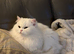 White British Longhair