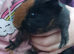 Guinea Pig Males Available Now