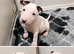 Stunning English bull terrier pups