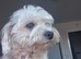 Maltese boy