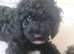 Last baby boy- Beautiful F1B Cavapoo Puppy-Extensively health tested